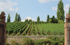 Weinberg bei Sonnenschein mit stehenden grünen Reben und Bäumen, Himmel mit weißen Wolken.